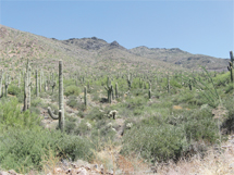 continental mtn